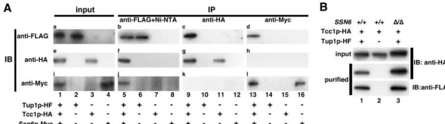 FIG. 2. Tcc1p interacts with CaTup1p independently of CaSsn6p. (A) Tcc1p-CaTup1p and CaSsn6p-CaTup1p are contained in differentcomplexes