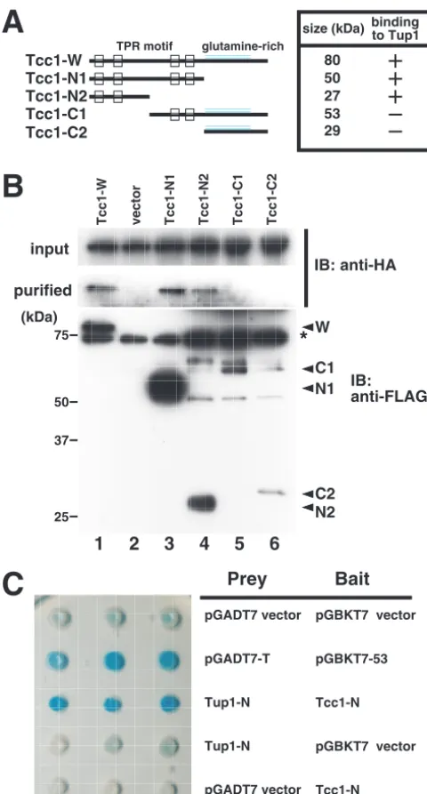 FIG. 3. TPR domain within Tcc1p is necessary for binding toCaTup1p. (A) Diagram of Tcc1p TPR motif in the wild type and the