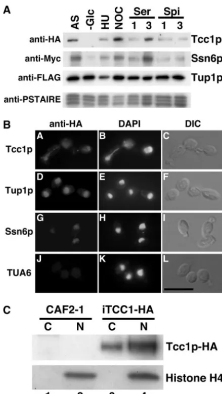 FIG. 4. Expression proﬁle and nuclear localization of Tcc1p.(A) Western blotting for the detection of Tcc1p-HA