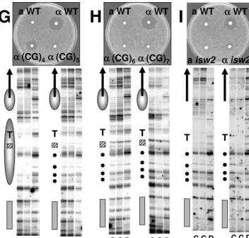 FIG. 2. Chromatin alteration by alternative DNA structure-forming sequences disrupts repression of the awild-typesequences inserted into thegenome