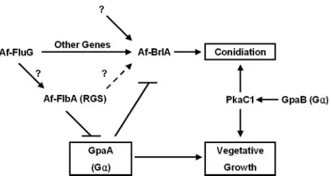 FIG. 7. Model for growth and developmental control in A. fumiga-tusconidiation. This GpaA-dependent signaling pathway is attenuated byAfFlbA