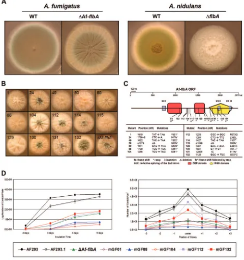 FIG. 2. Phenotypes of various AfﬂbAwith 0.5% YE. Error bars indicate standard deviations calculated from biological triplicates