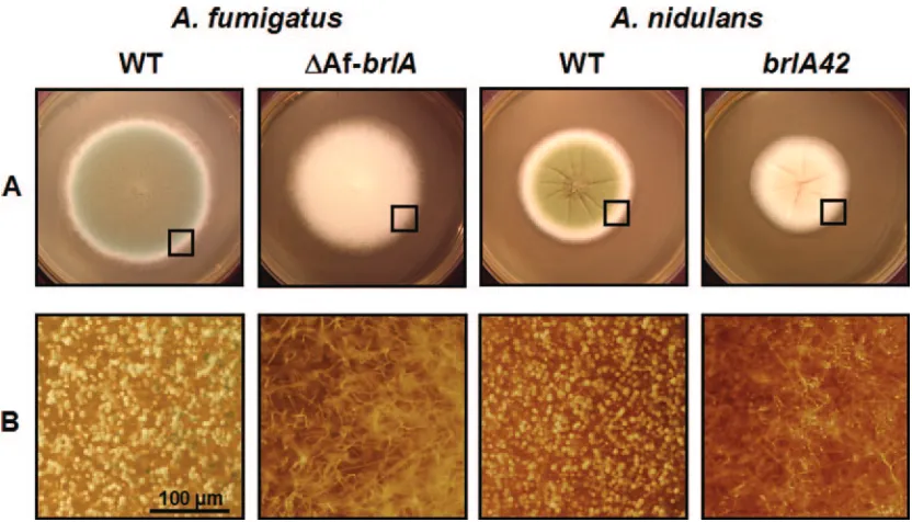 FIG. 5. Requirement of AfbrlAofof the colonies (marked by squares; bar, 100 A. fumigatus in A