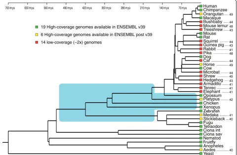Figure 1 Phylogeny among the 39 species whose genomes are available in version 49 of the ENSEMBL database