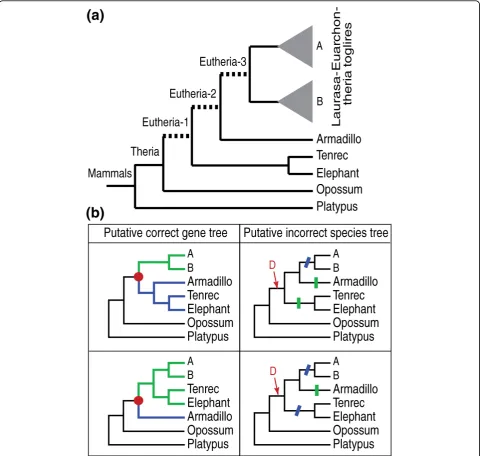 Figure 5 Possible artifactual gains and losses due to reconciliation between a correct gene tree and an incorrect species tree