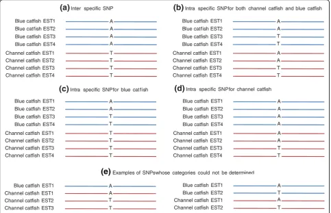 Table 7 Estimation of proportions of inter-specific and intra-specific SNPs from the set of filtered SNPs identified fromthe interspecific all catfish EST assembly