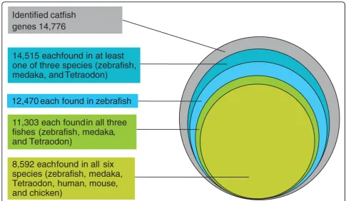 Table 4 Summary of microsatellite marker identificationfrom catfish ESTs