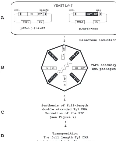 FIG. 1. Assay for Ty1 activity. (A) The yeast strain LV47 was transformed with two plasmids: pGPol(�pGTy1-H3mHIS3AI with an active-site mutation in RT (RT*), and pJEFWTneo, a wild-type URA3-based plasmid or mutant derivatives of thisplasmid with deletions 