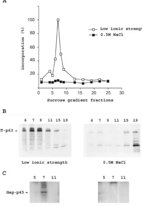 FIG. 2. Dissociation of VLPs by salt. (A) VLP-associated RT ac-tivity in low-ionic-strength buffer and in a buffer containing 0.5 M