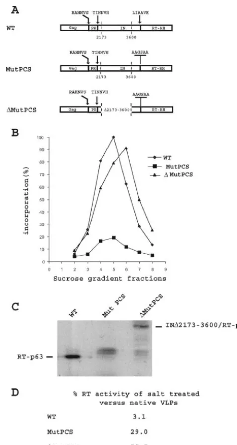 FIG. 3. (A) Schematic representation of the Gag-Pol polyprotein of theWT element, the IN/RT protease cleavage site (PCS), mutant element and
