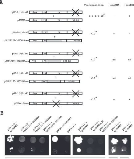 FIG. 4. (A) Schematic representation of the Gag-Pol polyproteins expressed in yeast cells cotransformed with the pGPol(�activity inwith 2% galactose and ended at 30°C in a medium containing 2% glucose