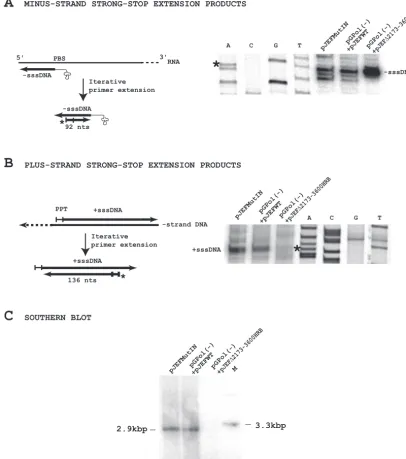 FIG. 5. (A and B) Iterative primer extension analysis of Ty1 replication intermediates in the VLPs