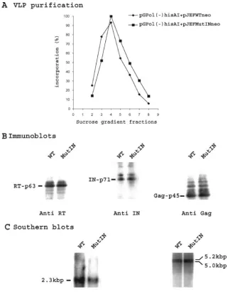 FIG. 6. Characterization of VLPs isolated from yeast cells containing the reporter plasmid pGPol(�EcoRI-digested DNA was probed with a HIS-labeled fragment