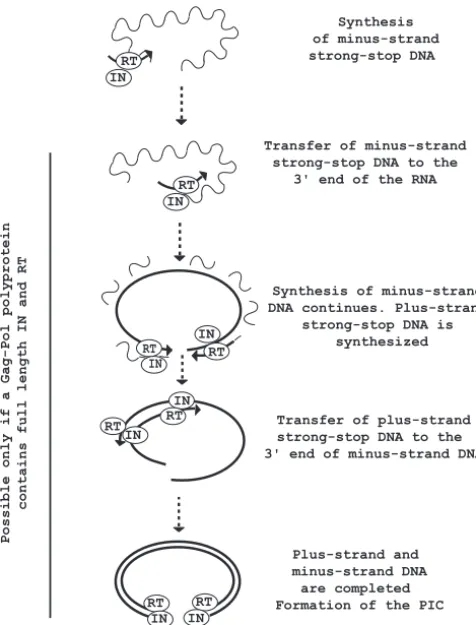 FIG. 7. Model of Ty1 reverse transcription outlining the role of theIN/RT complex. For clarity, only one molecule of genomic RNA is