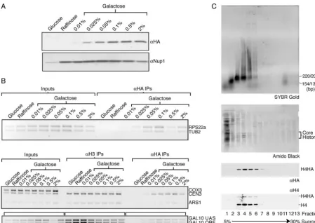 FIG. 2. Altering the expression of H4HA does not change the relative distribution of its incorporation, and it is incorporated as a nucleosomalcomponent
