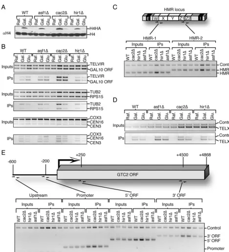 FIG. 3. Histones are incorporated in Grelative expression of H4 and H4HA in strains JKT0010 (WT), JKT0018 (1 in the absence of the histone chaperones Asf1, CAF-1, and Hir1