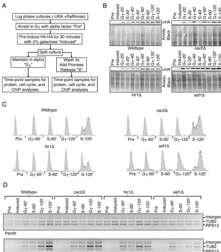 FIG. 4. Histone H4HA is incorporated in cycling or arrested cells, regardless of the presence of the histone chaperone Hir1, CAF-1, or Asf1.(A) Experimental schematic where the sample labels used in panels B to D are described