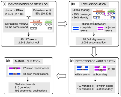 Figure 1Genome-wide detection of ITR-driven gene modifications