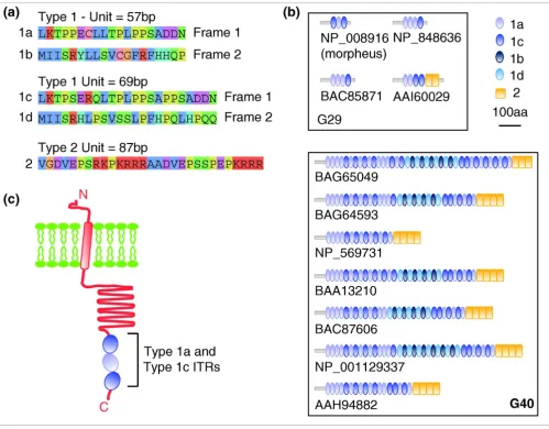 Figure 4Effect of variable ITRs on the coding sequence of nuclear pore interacting proteins