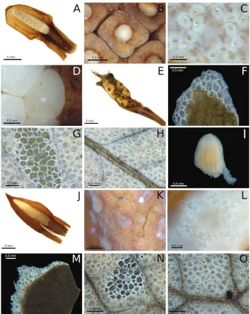 Figure 2. Inflorescence and leaf characters of Chlorospatha minima and C. silverstonei