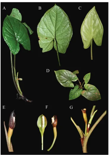 Figure 3. Main morphological characters of Chlorospatha silverstonei and C. minima. A, B, E C