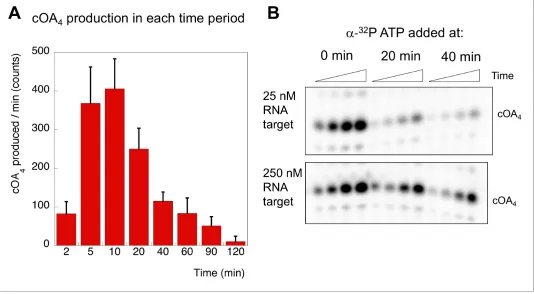 Figure 7. cOA production as a function of time and target RNA concentration. (was carried out in triplicate: means and standard deviations are shown