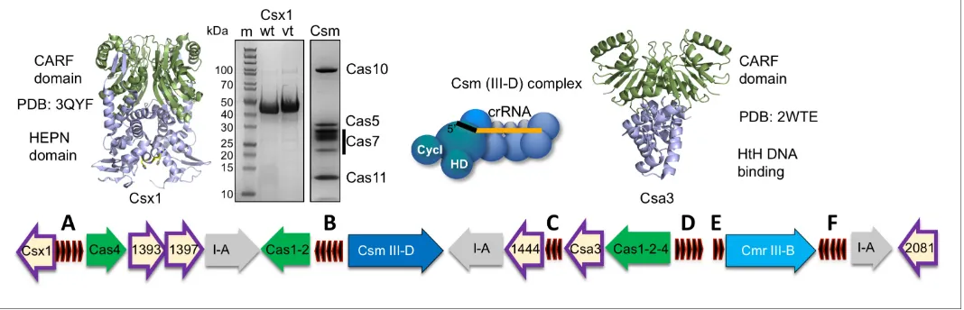 Figure 1. The CRISPR locus and cOA signalling proteins in(grey), a Csm/III D system (dark blue) and Cmr/III B system (light blue)