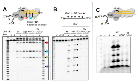 Figure 2. S. solfataricusan active cyclase domain. They represent a range of linear and cyclic polyadenosines of varying sizes