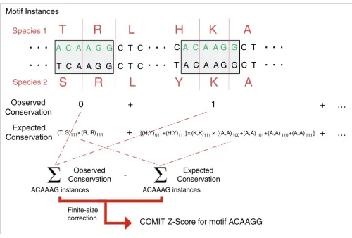 Figure 1Schematic of the COMIT algorithm for identifying unusually conserved motifs in coding regions