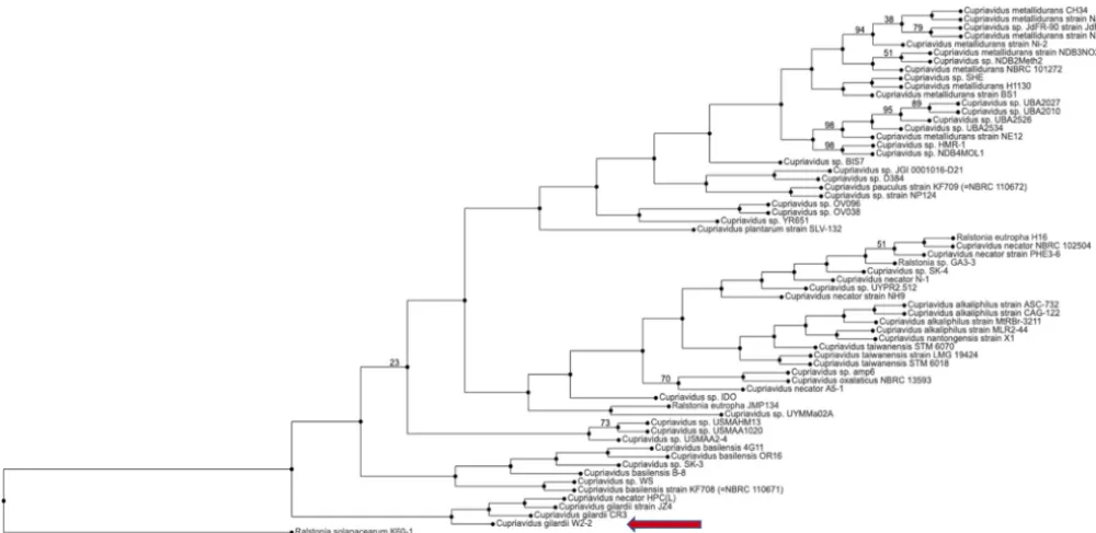 FIG 2 Whole-genome phylogenetic tree of the genus Cupriavidus constructed using the RAxML algorithm and the progressive reﬁnement method