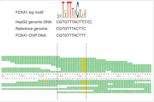 Figure 7Preferential binding of FOXA1 at a heterozygous SNPthe T-allele corresponds to the FOXA1 motif, which is found in all 15 FOXA1 reads, while the C-allele in the reference genome is not detected at all