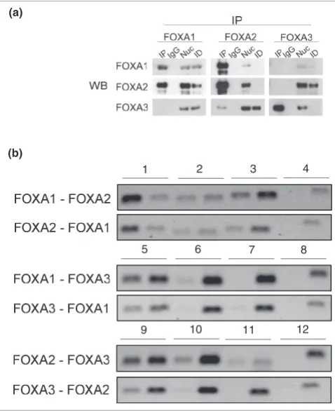 Figure 4and co-binding among FOXAsCo-immunoprecipitation and ChIP-reChIP of FOXAs reveals interaction 
