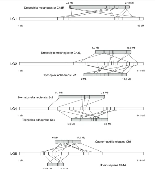 Figure 5Conserved synteny blocks