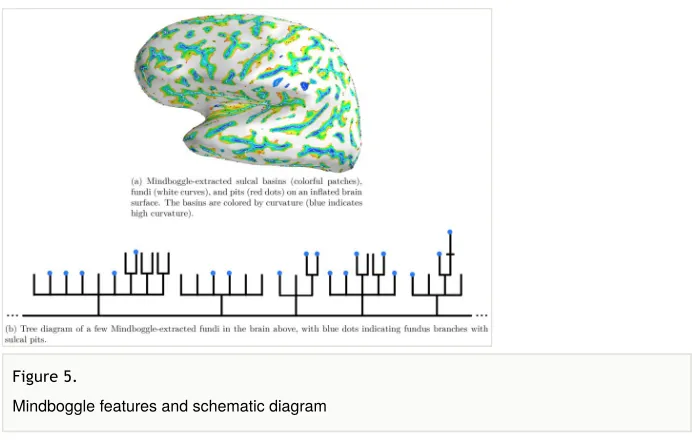 Figure 5. Mindboggle features and schematic diagram