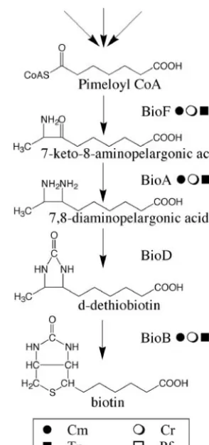 FIG. 2. The biotin biosynthetic pathway as elucidated in eubacte-ria. There are several different pathways for the synthesis of pimeloyl-