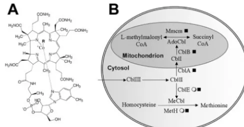 FIG. 4. VitaminBconverted to methylcobalamin, while cobalamin containing CoThose genes responsible for each step are shown, followed by thesymbol(A) Structure of vitamin Bhighly modiﬁed tetrapyrrole ring to which a lower nucleotide loop isattached