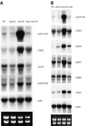 FIG. 10. The Hog1p and Mkc1p kinases are required for the elevated transcript levels of selected genes in the myo5panel) Northern blot analysis showing transcript levels forpanel) Northern blot analysis showing transcript levels fortop