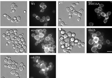 FIG. 6. The myo5� and sla2� mutants exhibit increased sensitivity to various stresses