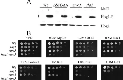 FIG. 8. (A) Hog1p is not phosphorylated in the myo5with NaCl. Phospho-Hog1p was detected by Western blot analysis in wild-type and mutant strains grown in YPD (strains exhibit different salt sensitivities
