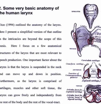 Figure 2-2. The laryngeal 