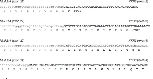 Figure 3Sequences from NUP214-XKR3 fusion transcripts detected after hybrid selection