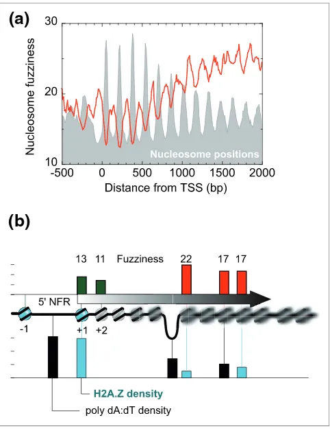 Figure 4Nucleosome fuzziness relative to TSSdensity in all nucleosomes or NFRs (property (border versus non-border nucleosomes, and 5' NFR versus Nucleosome fuzziness relative to TSS