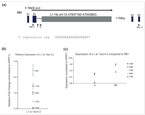 Figure 3Characterization of L1 at 13q14.2
