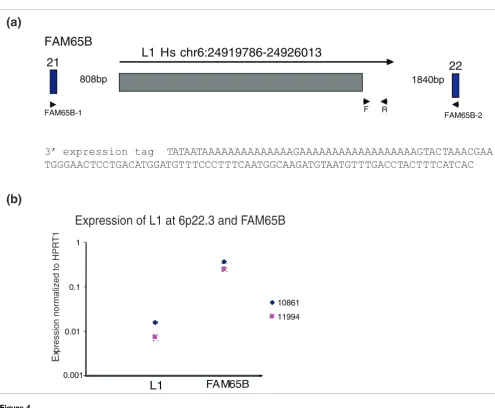 Figure 4Characterization of L1 at 6p22.2