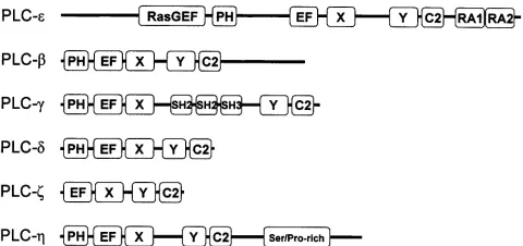 Figure 1. Domain organization in mammalian PhoIns-specific PLC-isozymes.PH, Pleckstrin homology domain; EF, EF-hand domain; X, catalytic Xdomain; Y, catalytic Y domain, C2, C2 domain; RasGEF, guanine nucleotideexchange factor domain for Ras-like small GTPases; RA, Ras associationdomain; SH, Src homology domain.