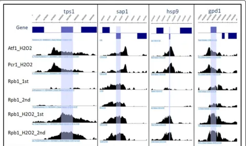 Figure 8 Four examples of Atf1 and Pcr1 binding patterns and Rpb1 (with and without H2O2 treatment) occupancies with two repeats