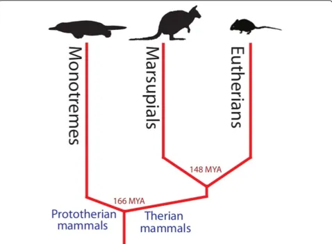 Figure 2 Phylogenetic tree of the three extant mammalian lineages. Marsupials form a separate lineage from the eutherian mammals andlast shared a common ancestor approximately 148 million years ago making them powerful species for comparative genomics.