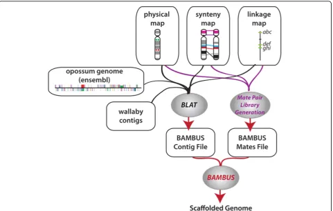 Figure 3 Analysis pipeline. This schematic is a representation of the steps in preparing the non-sequence based data for analysis by Bambus.The shaded ovals represent the programs and scripts, the rectangles represent the data sets while the arrows represent the flow of informationthrough the pipeline.