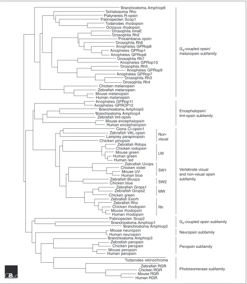 Figure 1A molecular phylogenetic tree of the opsin family. The tree was inferred by the neighbor-joining method [81]