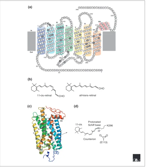 Figure 2Structures of opsins and of the chromophore retinal. (a) A model of the secondary structure of bovine rhodopsin